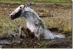 00008efcmedium_thumb